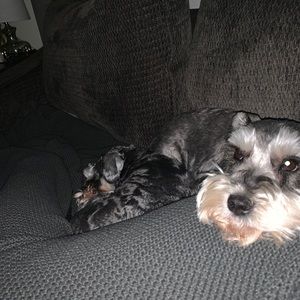 Meet your Posher, Denine